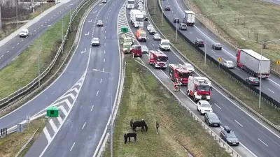 Прицеп с двумя лошадьми перевернулся на трассе S8