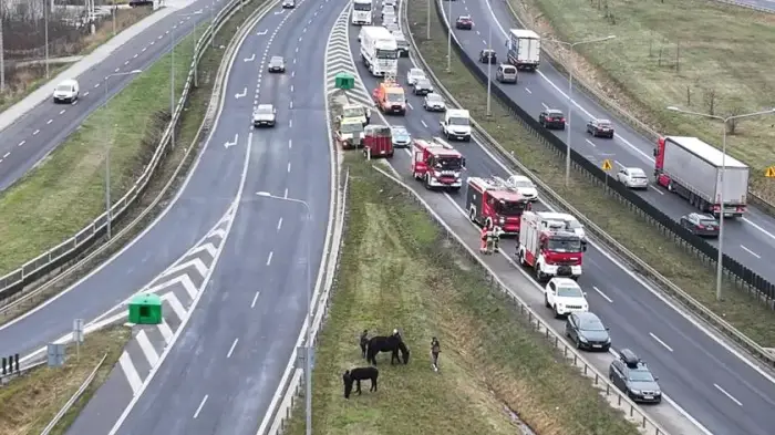 Прицеп с двумя лошадьми перевернулся на трассе S8